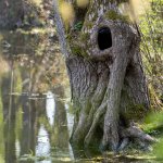 Réserve Brun Chêne Mont-sur-Marchienne et alentours